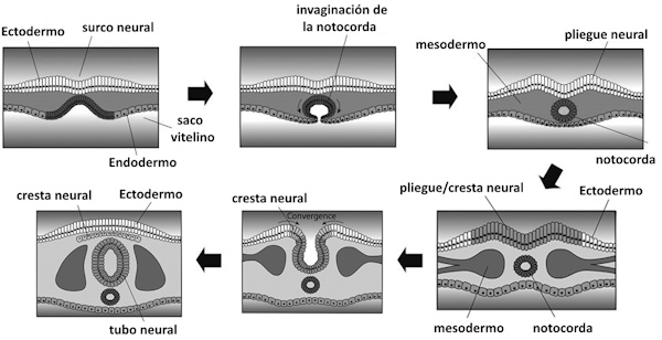 notocorda_tubo neural