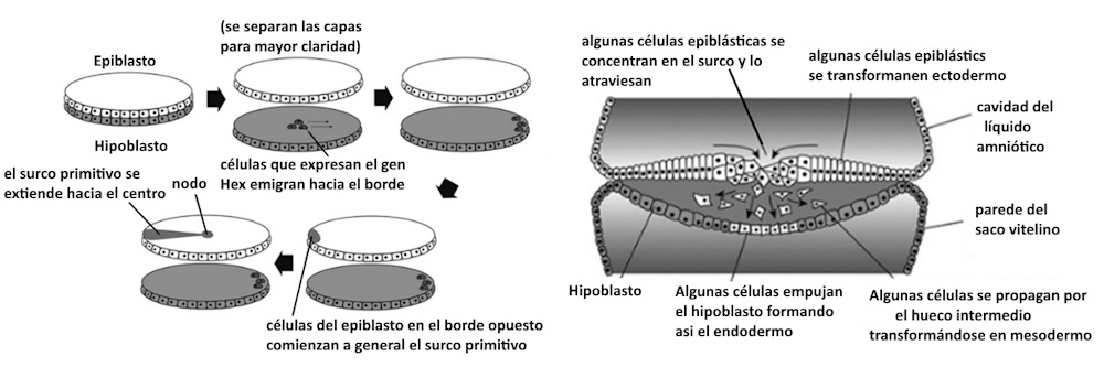 surco primitivo