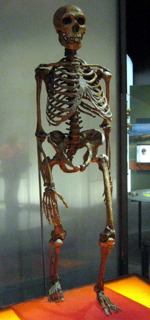 Esqueleto de H. neanderthalensis